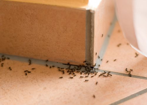 Ετσι θα διώξετε τα μυρμήγκια από το σπίτι μια και καλή