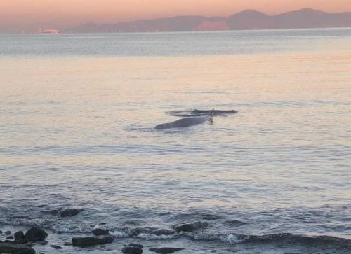Φάλαινα στον Άλιμο: Ελεύθερη να κολυμπήσει μετά τη βελτίωση της υγείας της
