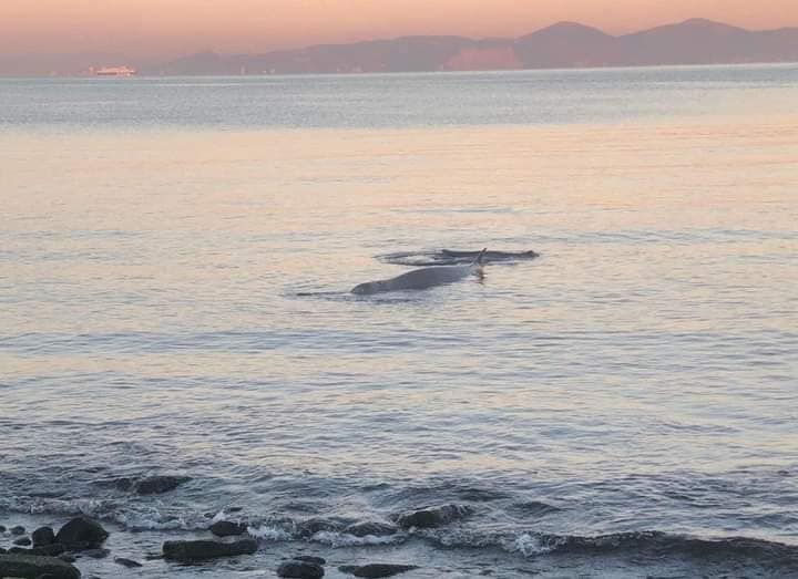 Φάλαινα στον Άλιμο: Ελεύθερη να κολυμπήσει μετά τη βελτίωση της υγείας της | vita.gr