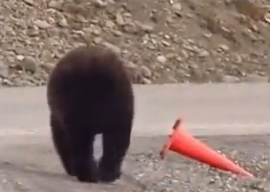 Ψυχαναγκαστική αρκούδα τοποθετεί κώνο στη θέση του και... συνεχίζει την πορεία της