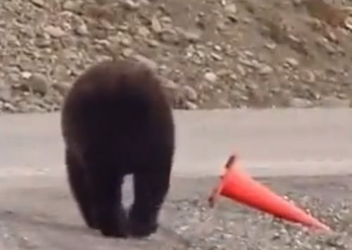 Ψυχαναγκαστική αρκούδα τοποθετεί κώνο στη θέση του και… συνεχίζει την πορεία της