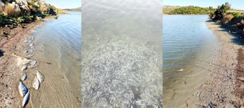 Λιμνοθάλασσα Δρεπάνου: Νεκρά περίπου 370.000 ψάρια από το κρύο