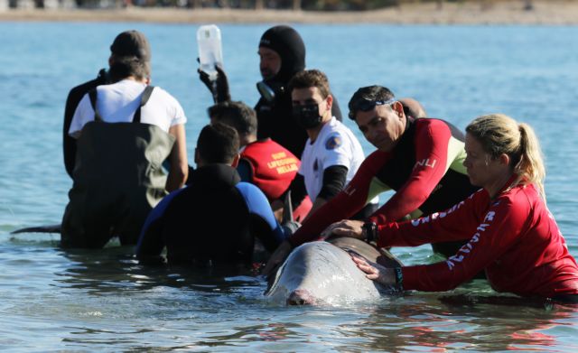 Δεν τα κατάφερε η φάλαινα του Αλίμου… | vita.gr