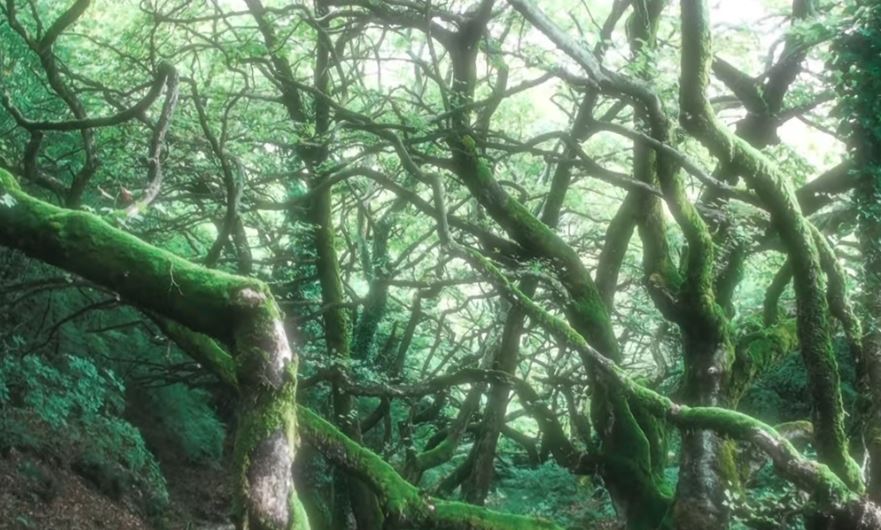 Μυστηριώδες δάσος στην Ελλάδα με δέντρα που... χορεύουν. Πού βρίσκεται;