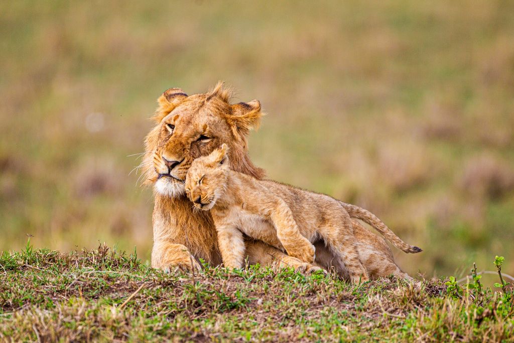 Ωκυτοκίνη: Η «ορμόνη της αγάπης» μετατρέπει τα λιοντάρια σε... γατάκια