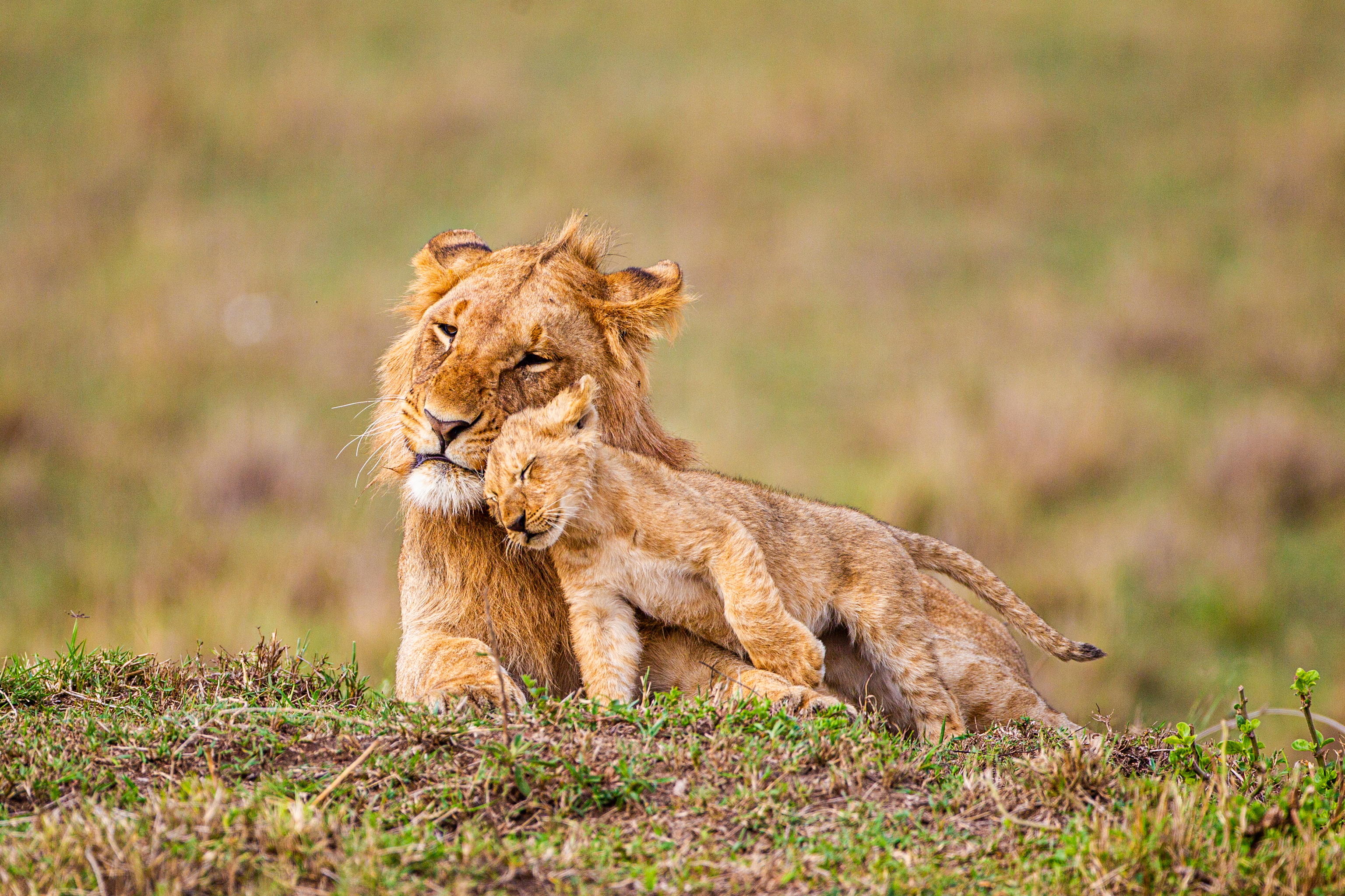 Ωκυτοκίνη: Η «ορμόνη της αγάπης» μετατρέπει τα λιοντάρια σε… γατάκια