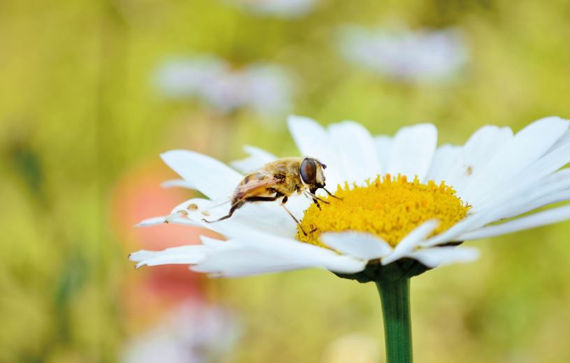 Μέλισσες: Και τι δεν... κάνουν