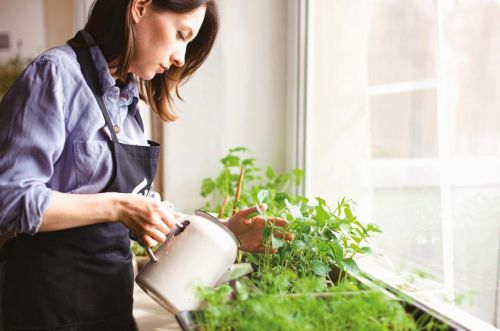 Φυτά: Καλλιεργούμε 4 που ωφελούν την ψυχική μας υγεία
