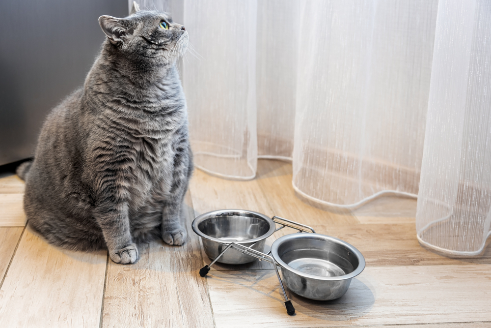 Η υπέρβαρη γάτα που έγινε… fitness influencer στο TikTok