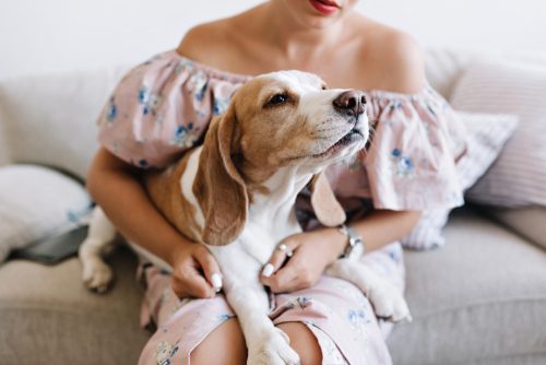 Ψυχική υγεία: Ποιο πρόβλημα μπορούν να μυρίσουν οι σκύλοι πάνω μας;