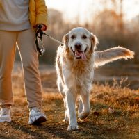 Σκύλος: Παίξτε μαζί του για καλύτερη συγκέντρωση