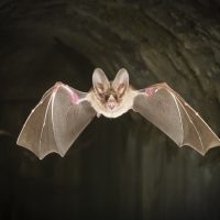 Μύκητας μόλυνε οικογένεια σε σπηλιά με νυχτερίδες