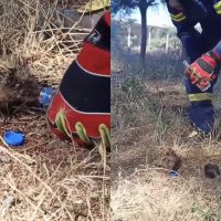 Συγκινητικό: Πυροσβέστης σώζει σκαντζοχοιράκι από τη φωτιά και του δίνει νερό