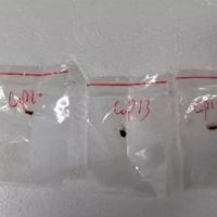 FBI: Κινέζοι επιστήμονες έφεραν λαθραία στις ΗΠΑ καταστροφικό μύκητα