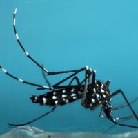 Κλιματική αλλαγή: Κουνούπι τίγρης όλο το χρόνο; Ανησυχίες για την υγεία