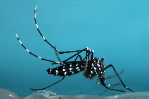 Κλιματική αλλαγή: Κουνούπι τίγρης όλο το χρόνο; Ανησυχίες για την υγεία