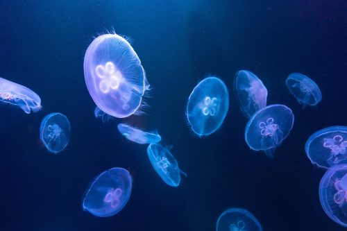 Μωβ μέδουσες: Οι περιοχές που είναι στο «κόκκινο»