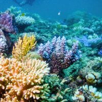 Κλιματική αλλαγή: Τα κοράλλια στην Αυστραλία πεθαίνουν