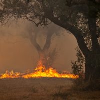 Μάχη με τις φλόγες στη Μεσόγειο: Καταστροφικές πυρκαγιές στη Νότια Ευρώπη