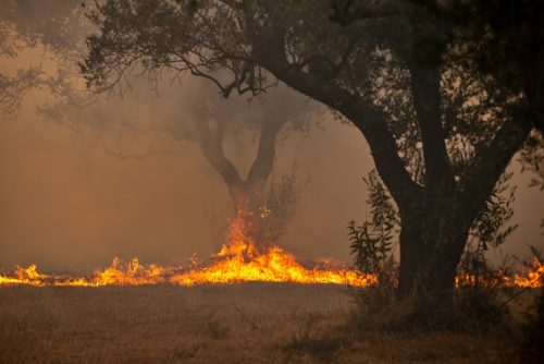 Μάχη με τις φλόγες στη Μεσόγειο: Καταστροφικές πυρκαγιές στη Νότια Ευρώπη