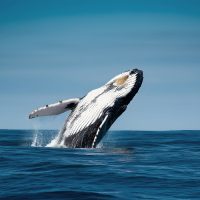 Οι φαλαινες κρατάνε το μυστικό της μακροζωίας;