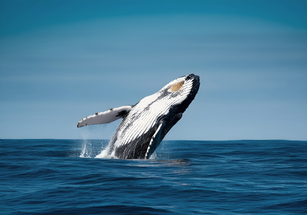 Οι φαλαινες κρατάνε το μυστικό της μακροζωίας;
