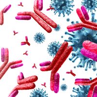 Μακροζωία και νεότητα: Κρύβονται στο ανοσοποιητικό μας;