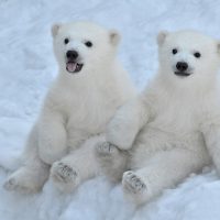 Cuteness overload: Γιατί μας «τραβάει» το χαριτωμένο;