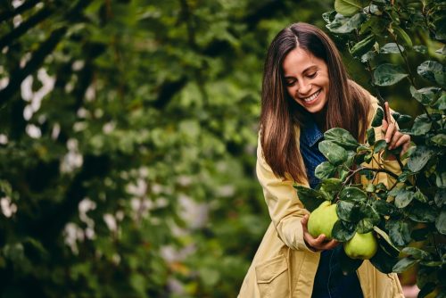 Κυδώνι: Το «ταπεινό» φθινοπωρινό φρούτο που μπορεί να ρυθμίσει την πίεση