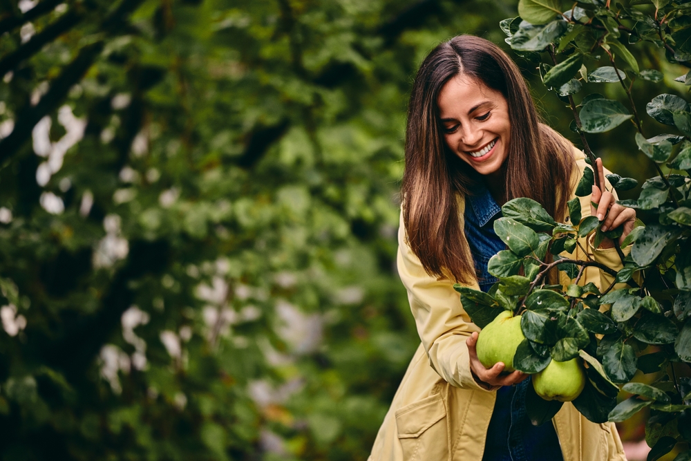 Κυδώνι: Το «ταπεινό» φθινοπωρινό φρούτο που μπορεί να ρυθμίσει την πίεση