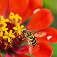 Λούσιφερ, η «διαβολική» μέλισσα