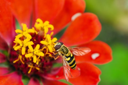 Λούσιφερ, η «διαβολική» μέλισσα