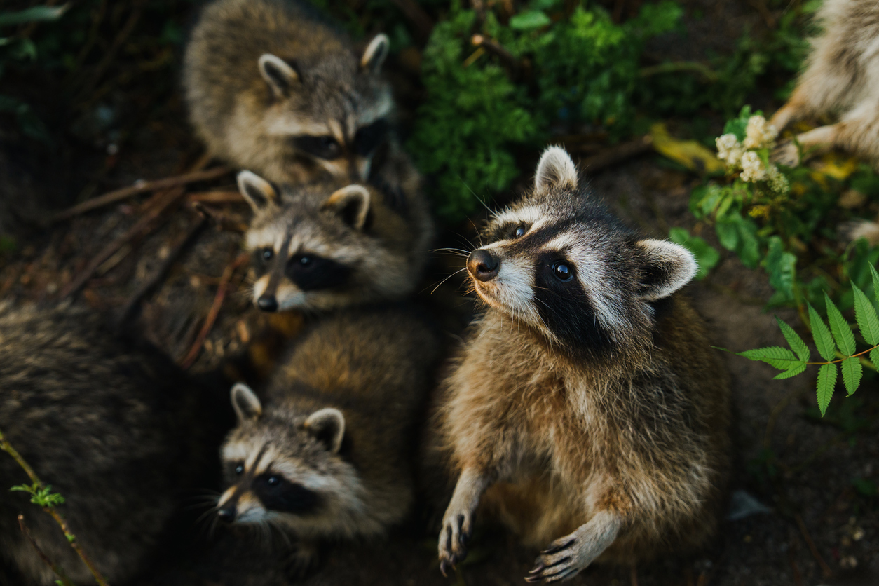 Ρακούν: Είναι το επόμενο κατοικίδιο των Αμερικανών;