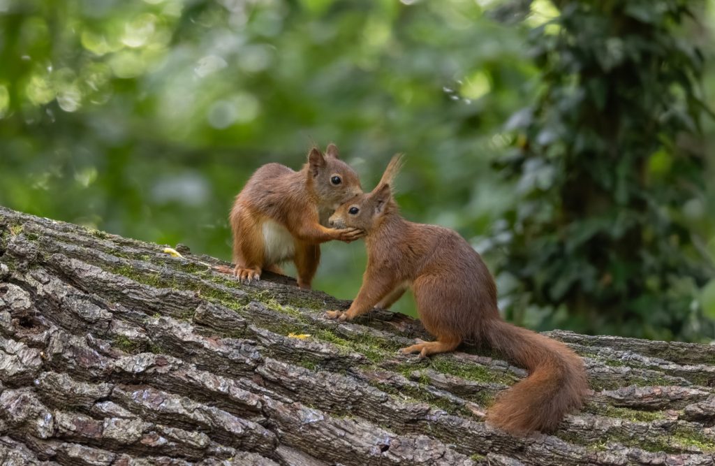 Τι κρύβει το φιλί; Επιστήμονες αναλύουν μία συνήθεια 20 εκατ. ετών