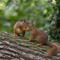 Τι κρύβει το φιλί; Επιστήμονες αναλύουν μία συνήθεια 20 εκατ. ετών