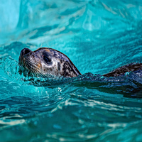 «Ελληνική τραγωδία»: Η μεσογειακή φώκια κρύβεται για να επιβιώσει