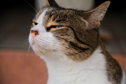 Γάτα: Το επιστημονικό κόλπο για να σε «καταλαβαίνει»