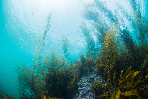 Κάτι παράξενο συμβαίνει στον ωκεανό… Ανησυχούν οι επιστήμονες