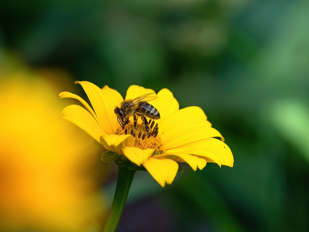 Save the bees! Όταν τα λουλούδια γίνονται… φορείς ιών