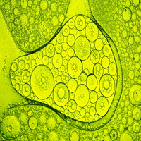 Νέα θεραπεία αποκατάστασης τραυματισμών στον νωτιαίο μυελό