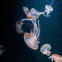 Ο ύπνος προηγήθηκε του εγκεφάλου — και οι μέδουσες το επιβεβαιώνουν