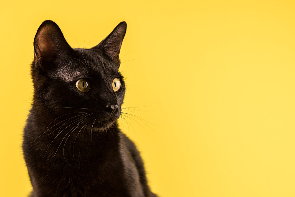 Γιατί η Παρασκευή και 13 θεωρείται ημέρα κακοτυχίας;