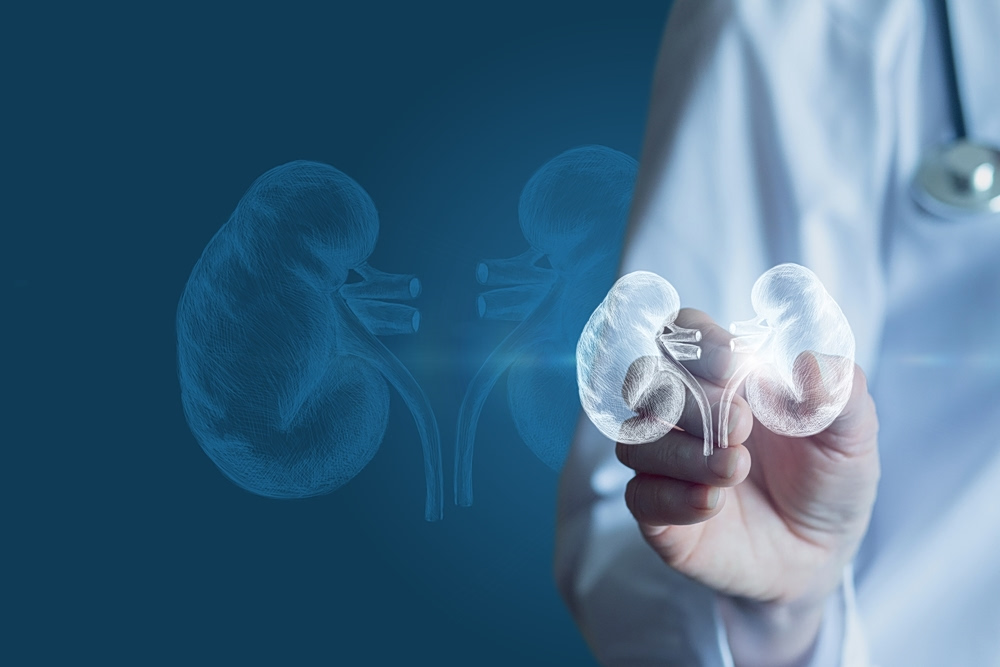 Νεφρά: Τα πολύτιμα φίλτρα του οργανισμού μας