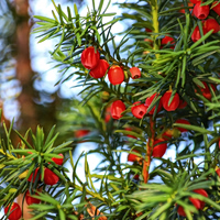 Καρκίνος: Το ελληνικό «δέντρο του θανάτου» είναι πηγή ζωής