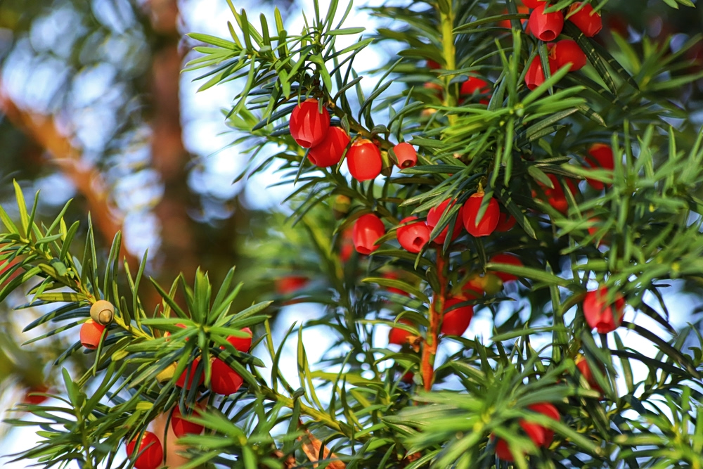 Καρκίνος: Το ελληνικό «δέντρο του θανάτου» είναι πηγή ζωής