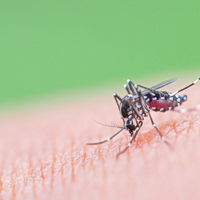 Chikungunya: Ο τροπικός ιός που «μετακομίζει» στην Ευρώπη λόγω κλιματικής αλλαγής