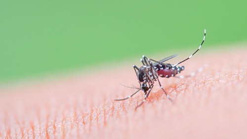 Chikungunya: Ο τροπικός ιός που «μετακομίζει» στην Ευρώπη λόγω κλιματικής αλλαγής