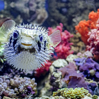 Puffer-fishing: Η νέα dating τάση που μας απομακρύνει συναισθηματικά