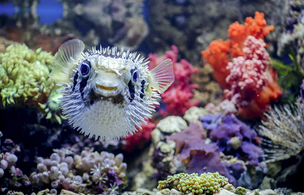 Puffer-fishing: Η νέα dating τάση που μας απομακρύνει συναισθηματικά